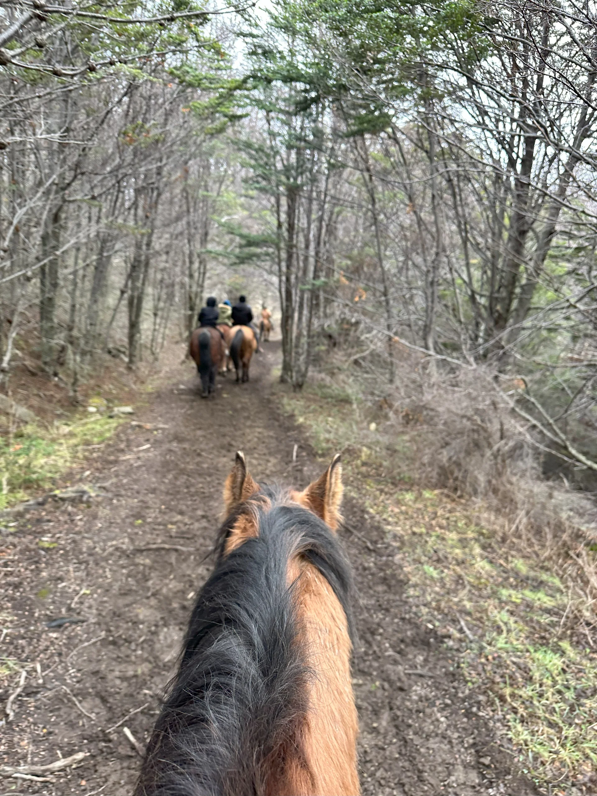 Cabalgatas Ushuaia 10