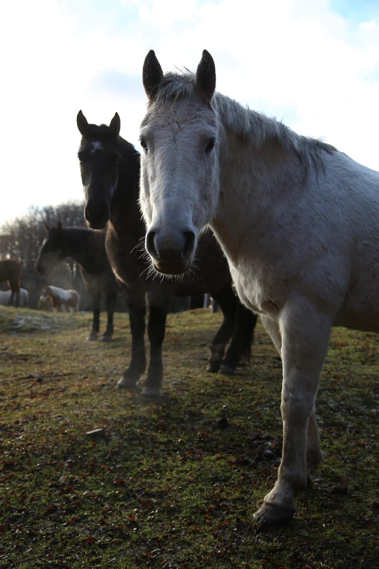 Cabalgatas Ushuaia 5